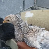 دستگاه جوجه کشی ۲۵۲ تایی سیمرغ|ماشینآلات صنعتی|سپیدان, |دیوار