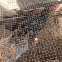 مرغ و خروس|حیوانات مزرعه|کنارک, |دیوار