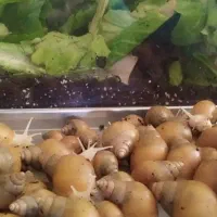 فروش حلزون طبی درمانی آچاتینا آلبینو