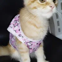 پیشی 4 ماهه|گربه|بندر انزلی, آخرخط|دیوار