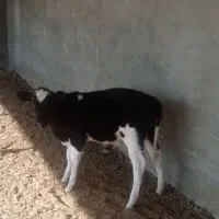 گاو شکم سه با گوساله ماده|حیوانات مزرعه|کاشمر, |دیوار