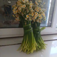 فروش گل نرگس