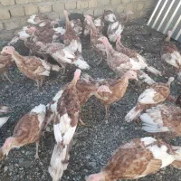 بوقلمون بوربون قرمز گوشتی