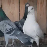 کفتر نوک گنده