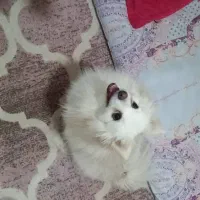 واگذاری سگ پامراشپیتز باامضای تعهدنامه نگهداری خوب|سگ|کرج, المهدی|دیوار