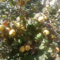 به ارگانیک و تازه