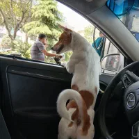 سگ نژاد جک راسل