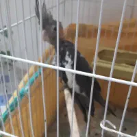 فروش جوجه عروس هلندی سینامون بشرط سالم