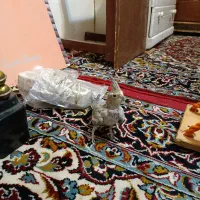 عروس هلندی جوان ماده و فنچ نر بالغ اماده جفت گیری|پرنده|قزوین, |دیوار