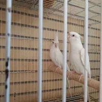 عروس هلندی مولد