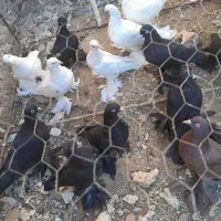 کبوترلوتی‌وسیاه‌پاپر|پرنده|اهر, |دیوار