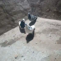 کفتر|پرنده|خلیل آباد, |دیوار