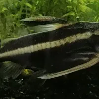 کت فیش گربه ماهی|ماهی|قم, پردیسان|دیوار