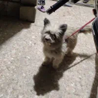 سگ پا کوتاه پشمالو