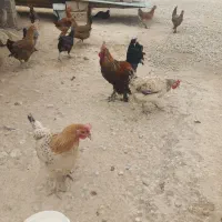 فروش مرغ|حیوانات مزرعه|دهدشت, |دیوار