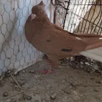 کبوتر