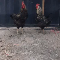 خروس ومرغ وجوجه