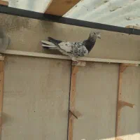 سار کاکلی عطیقه.کلاغ نواری کاکلی ماده.موشی برفی|پرنده|مشهد, عبادی|دیوار