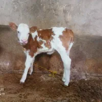 گوساله ماده