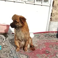 سگ پاپی مفت