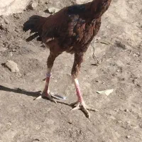 کلهشیرلاریاصل