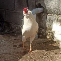 گلپایگانی و گلین پنگوئنی مرغابی اردک