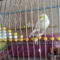 عروس هلندی مرغ عشق قناری|پرنده|امیدیه, |دیوار