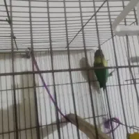 یک عدد طوطی برزیلی سبز سر سیاه|پرنده|برازجان, |دیوار