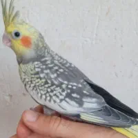 کبوترنر پرشی ،عروس هلندی،کوتوله|پرنده|کاشان, باغ ماجد|دیوار