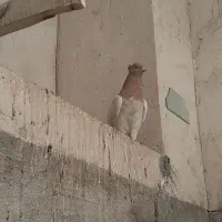 کبوتر رنگی|پرنده|صحرای باغ, |دیوار