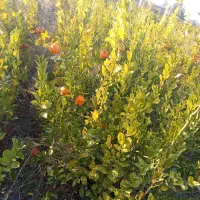 فروش انواع نهال گرمسیری