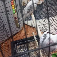 طوطی عروس|پرنده|رشت, شهرک صبا|دیوار