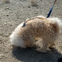 پودل نر وماده|سگ|مشهد, الهیه|دیوار