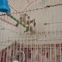 فنج جفت وتکی۱۰۰ هزار تومان|پرنده|تبریز, |دیوار