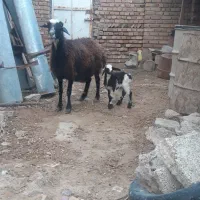 یک راس بره دار دورشت و هیکلی عروسک صحیح سالم|حیوانات مزرعه|گنبد کاووس, |دیوار