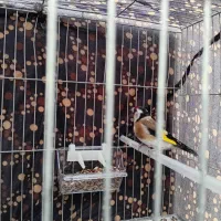 فروش سهره نر