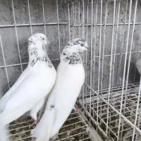 کفتر پرش سنگین