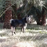 نری چاق و فروشی