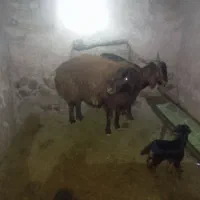 میش همو|حیوانات مزرعه|سرولایت, |دیوار