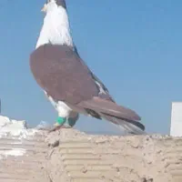 ساده افغانی نر پرشی بدون پر رخ دم|پرنده|مشهد, نوغان|دیوار