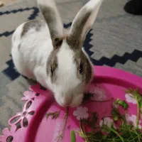 خرگوش نر|موش و خرگوش|بیرجند, |دیوار