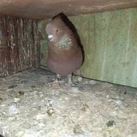 سرخ پرروک و سروکله دار|پرنده|گرگان, |دیوار