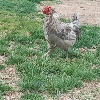 تخم مرغ نطفه دار گلین اصلی