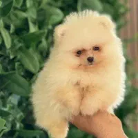 پامر خرسی هپی فیس