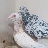 سرونج کاکلی