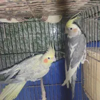 عروس هلندی جفت