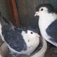 کبوتردمگیرگلین باقفس