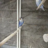 جوجه ۱ونیم ماهه طوطی برزیلی رنگ خاص