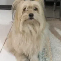 سگ یورکشایر ماده یک ساله