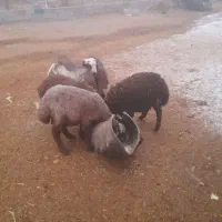 گوسفندبره نر